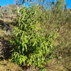 Olearia lirata at Callum Brae - 10 Jun 2024 02:32 PM