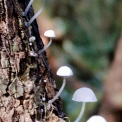 Mycena sp. (Mycena) at Box Cutting Rainforest Walk - 9 Jun 2024 by Teresa