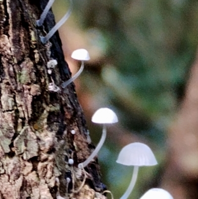 Mycena sp. (Mycena) at Box Cutting Rainforest Walk - 9 Jun 2024 by Teresa