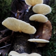 Pleurotus sp. (Pleurotus) by Teresa