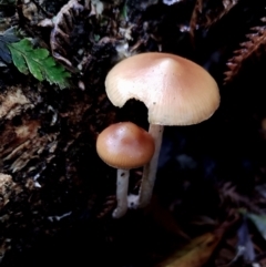 Psilocybe subaeruginosa (Psilocybe subaeruginosa) by Teresa