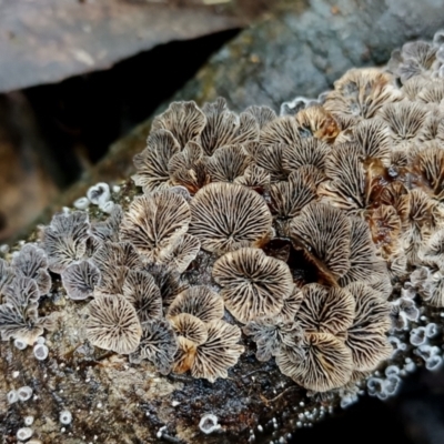 Resupinatus applicatus (Smoked Oysterling ) by Teresa