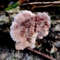 Schizophyllum commune (Split Gill Fungus) at Narooma, NSW - 9 Jun 2024 by Teresa