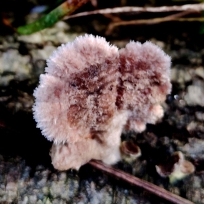 Schizophyllum commune (Split Gill Fungus) at Narooma, NSW - 9 Jun 2024 by Teresa