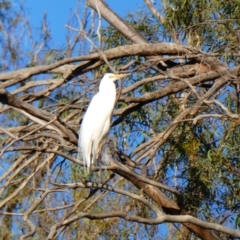 Ardea alba (Great Egret) at Pooncarie, NSW - 11 Oct 2020 by MB