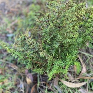 Cheilanthes sieberi at Red Hill to Yarralumla Creek - 10 Jun 2024