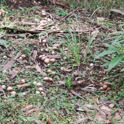 Lycoperdon sp. (Puffball) at Bodalla State Forest - 9 Jun 2024 by Teresa