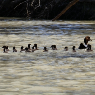 Chenonetta jubata (Australian Wood Duck) at Wentworth, NSW - 11 Oct 2020 by MB