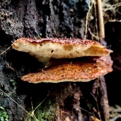 Unidentified Polypore - Non-fleshy texture, stem central or lateral  at Box Cutting Rainforest Walk - 9 Jun 2024 by Teresa