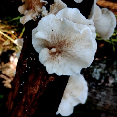 Unverified Cap on a stem; none of the above by Teresa