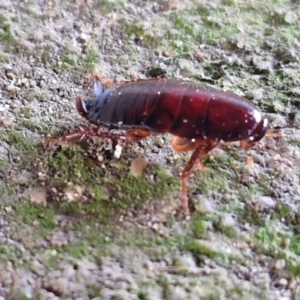 Blattidae sp. (family) at Goulburn, NSW - 9 Jun 2024