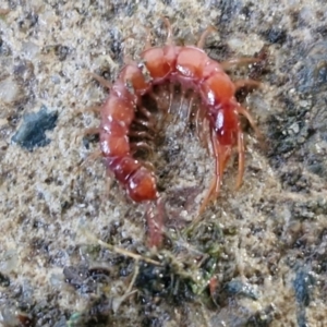 Lithobiomorpha (order) at Goulburn, NSW - 9 Jun 2024 04:31 PM