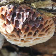 Hexagonia vesparia (Wasp Nest Polypore) at Hall, ACT - 8 Jun 2024 by Anna123