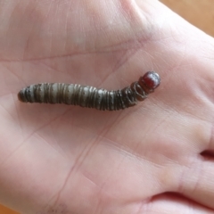 Hepialidae (family) at Kosciuszko National Park - 8 Jun 2024