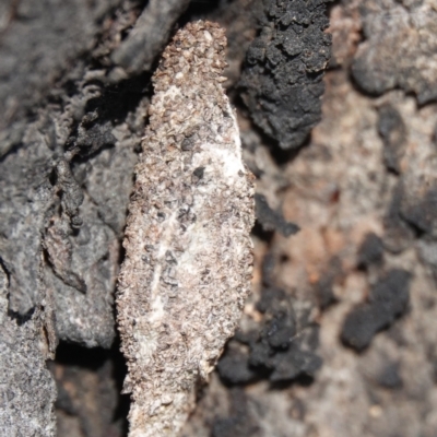 Psychidae (family) IMMATURE (Unidentified case moth or bagworm) at Hall, ACT - 8 Jun 2024 by Anna123