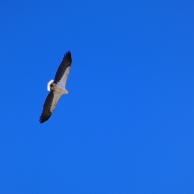 Haliaeetus leucogaster (White-bellied Sea-Eagle) at Louth, NSW - 24 Aug 2020 by MB