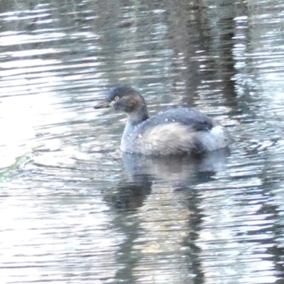 Tachybaptus novaehollandiae (Australasian Grebe) at Rugosa - 10 Jun 2024 by SenexRugosus