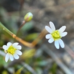 Erophila verna (Whitlow Grass) at Denman Prospect, ACT - 21 Aug 2023 by AJB