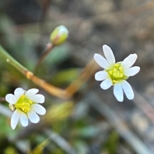 Erophila verna at Denman Prospect, ACT - 21 Aug 2023