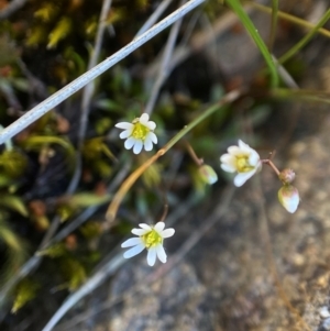 Erophila verna at Denman Prospect, ACT - 21 Aug 2023