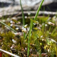 Erophila verna at Denman Prospect, ACT - 21 Aug 2023