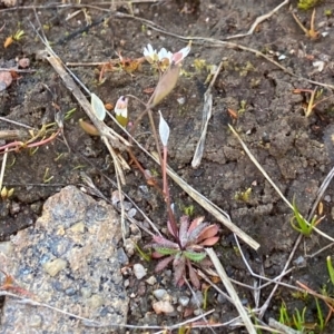 Erophila verna at Denman Prospect, ACT - 21 Aug 2023