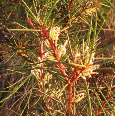 Hakea decurrens (Bushy Needlewood) at Black Mountain - 10 Jun 2024 by RobParnell