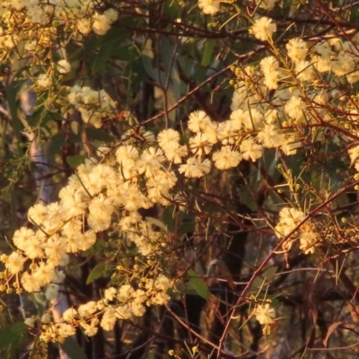 Acacia genistifolia (Early Wattle) at Point 5140 - 10 Jun 2024 by RobParnell