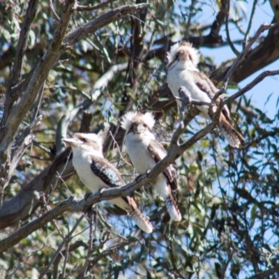 Dacelo novaeguineae (Laughing Kookaburra) at Higgins, ACT - 28 Sep 2013 by AlisonMilton