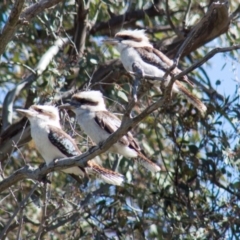 Dacelo novaeguineae at Higgins, ACT - 28 Sep 2013 12:07 PM