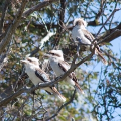 Dacelo novaeguineae at Higgins, ACT - 28 Sep 2013 12:07 PM