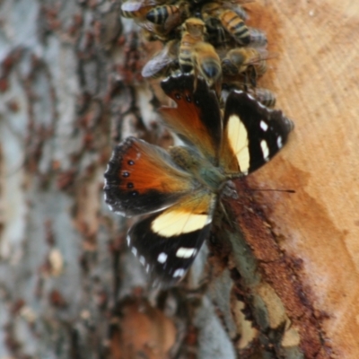 Vanessa itea (Yellow Admiral) at Higgins, ACT - 10 Feb 2008 by AlisonMilton