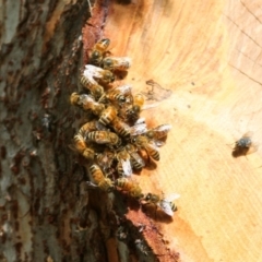 Apis mellifera at Higgins, ACT - 10 Feb 2008