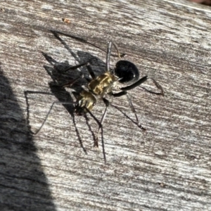 Polyrhachis semiaurata at Mount Majura - 10 Jun 2024 12:26 PM