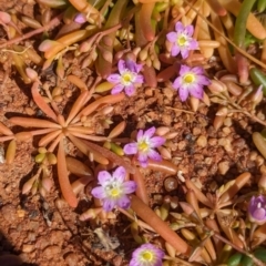 Calandrinia stagnensis at Lake Mackay, NT - 21 May 2024 by Darcy