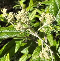 Olearia lirata at Mount Majura - 10 Jun 2024