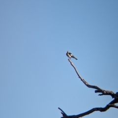 Grallina cyanoleuca (Magpie-lark) at Lake Mackay, NT - 21 May 2024 by Darcy