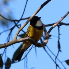 Pachycephala pectoralis at Bungonia State Conservation Area - 10 Jun 2024 12:25 PM