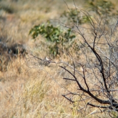 Epthianura tricolor (Crimson Chat) at Lake Mackay, NT - 22 May 2024 by Darcy