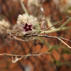 Ptilotus arthrolasius at Lake Mackay, NT - 22 May 2024 by Darcy