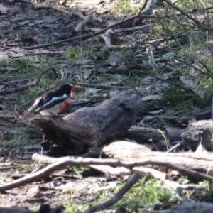 Petroica boodang at Bungonia State Conservation Area - 10 Jun 2024 03:59 PM