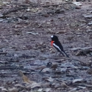 Petroica boodang at Bungonia State Conservation Area - 10 Jun 2024