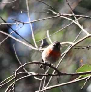 Petroica boodang at Bungonia State Conservation Area - 10 Jun 2024