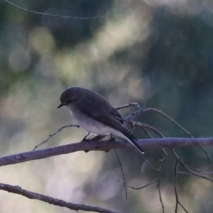 Microeca fascinans at Bungonia National Park - 10 Jun 2024