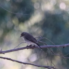 Microeca fascinans at Bungonia National Park - 10 Jun 2024