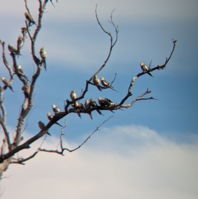 Nymphicus hollandicus (Cockatiel) at Lake Mackay, NT - 22 May 2024 by Darcy