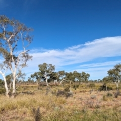 Corymbia aparrerinja (Ghost Gum) at Lake Mackay, NT - 22 May 2024 by Darcy