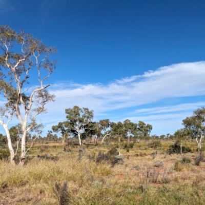 Corymbia aparrerinja (Ghost Gum) at Lake Mackay, NT - 22 May 2024 by Darcy