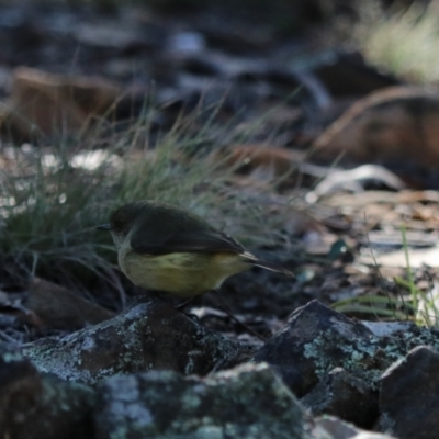 Acanthiza reguloides (Buff-rumped Thornbill) at Bungonia, NSW - 10 Jun 2024 by Rixon