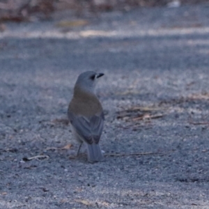 Colluricincla harmonica at Bungonia National Park - 10 Jun 2024 02:33 PM